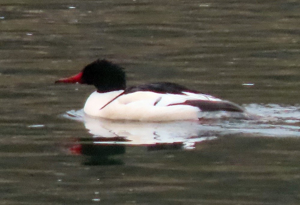 Common Merganser - ML531549361