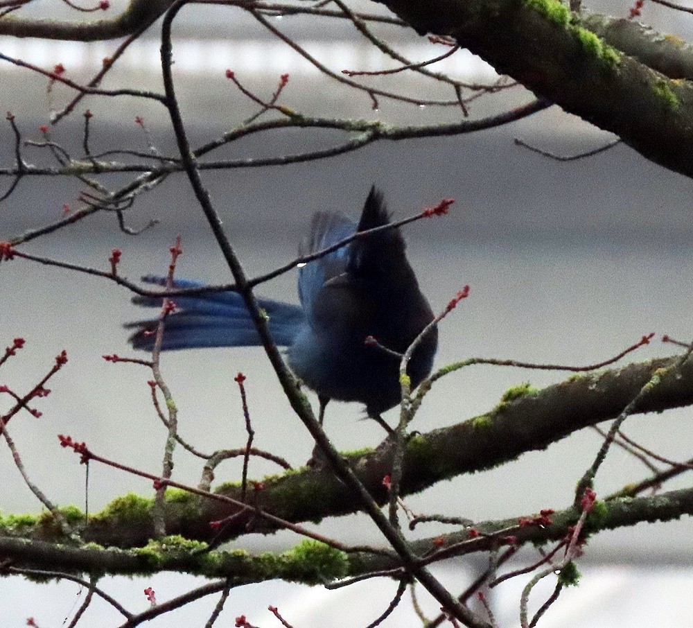 Steller's Jay - ML531549611