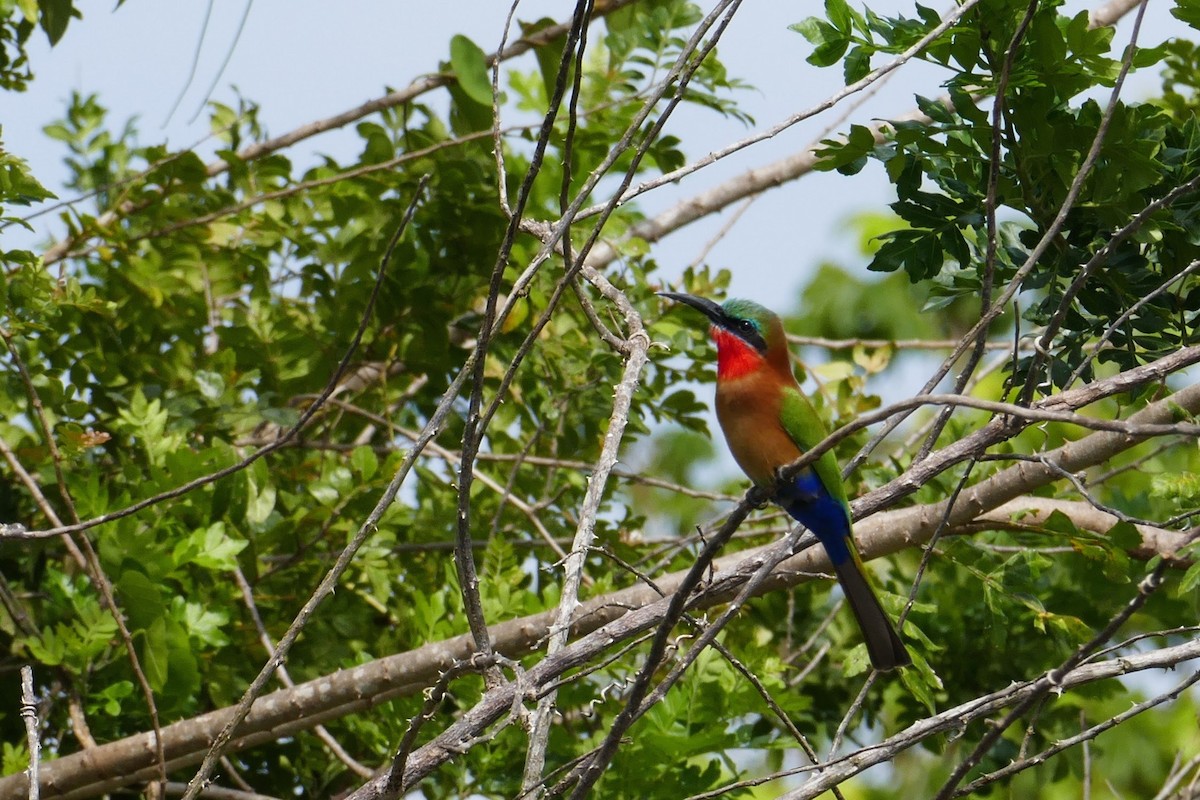 Red-throated Bee-eater - Hugh Powell