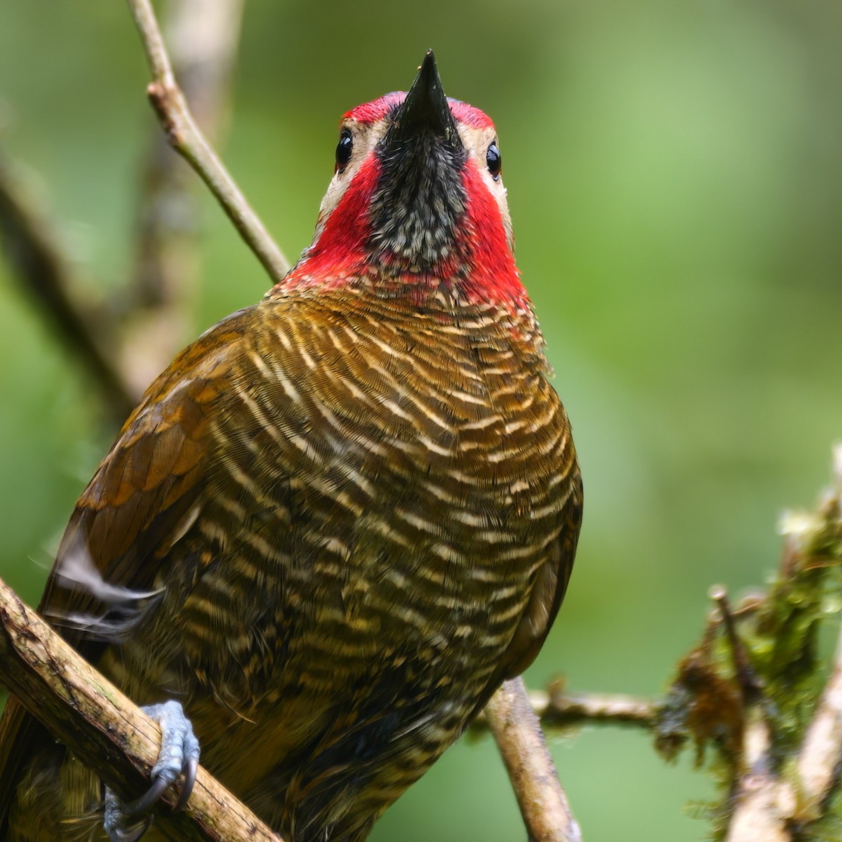 Golden-olive Woodpecker - ML531550051