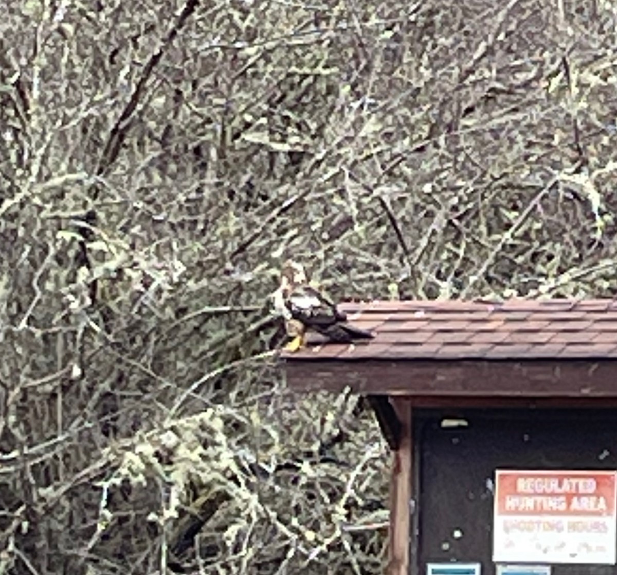 Red-tailed Hawk - ML531551701