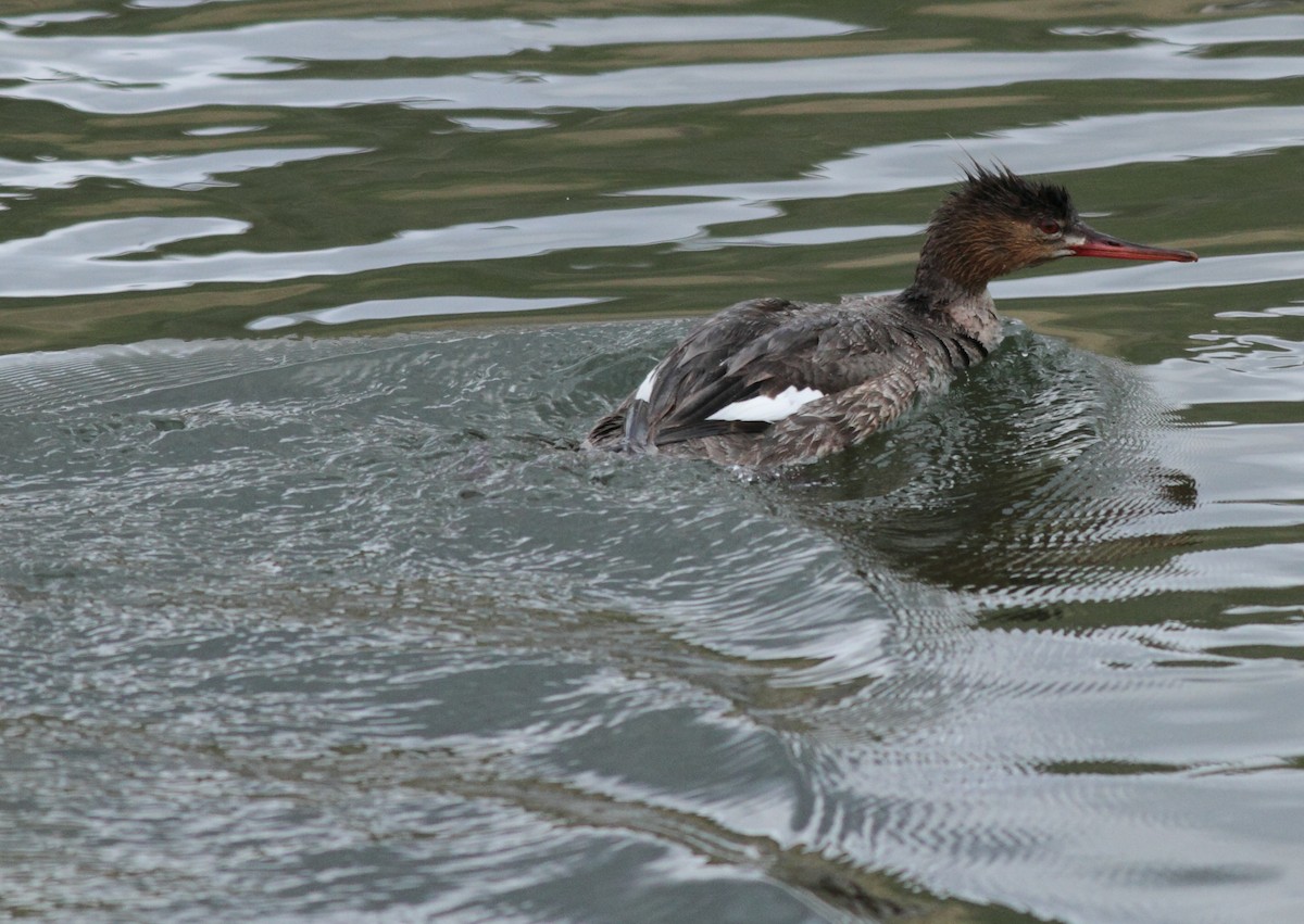 Red-breasted Merganser - ML53155241