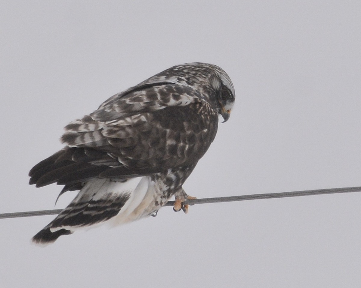 Rough-legged Hawk - David Kennedy