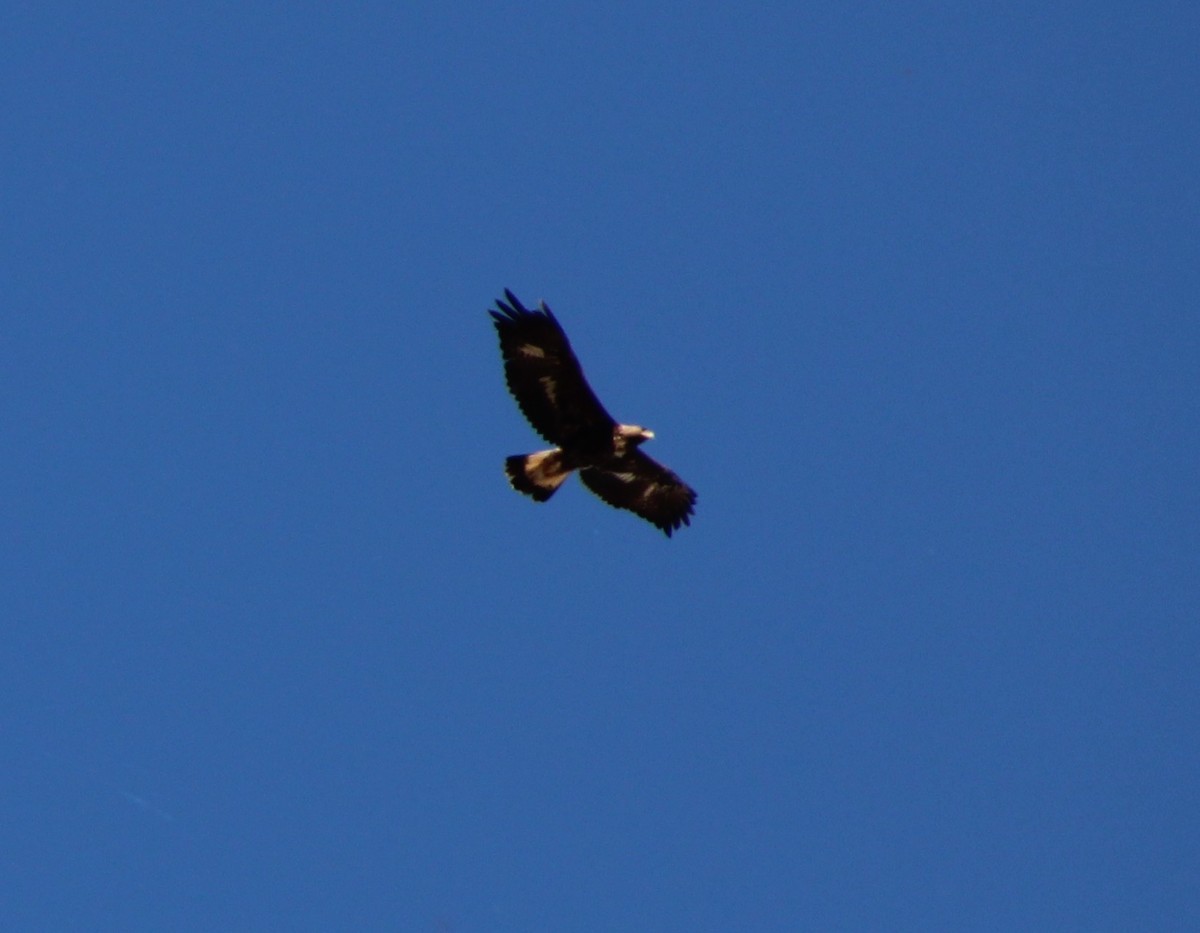Golden Eagle - ML531553421