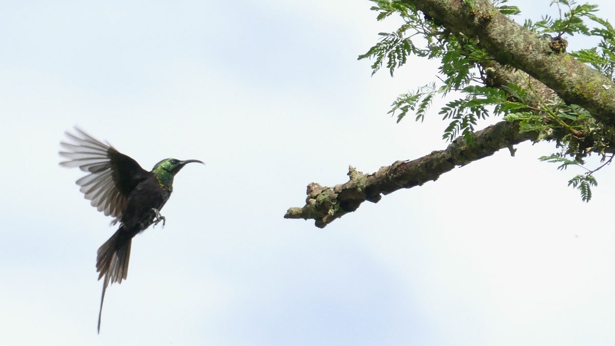 Bronze Sunbird - Hugh Powell