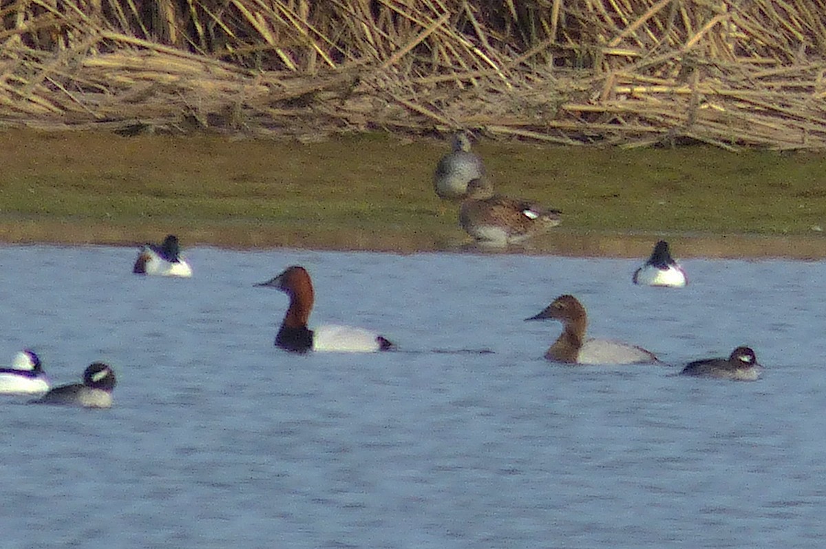 Canvasback - ML531554461