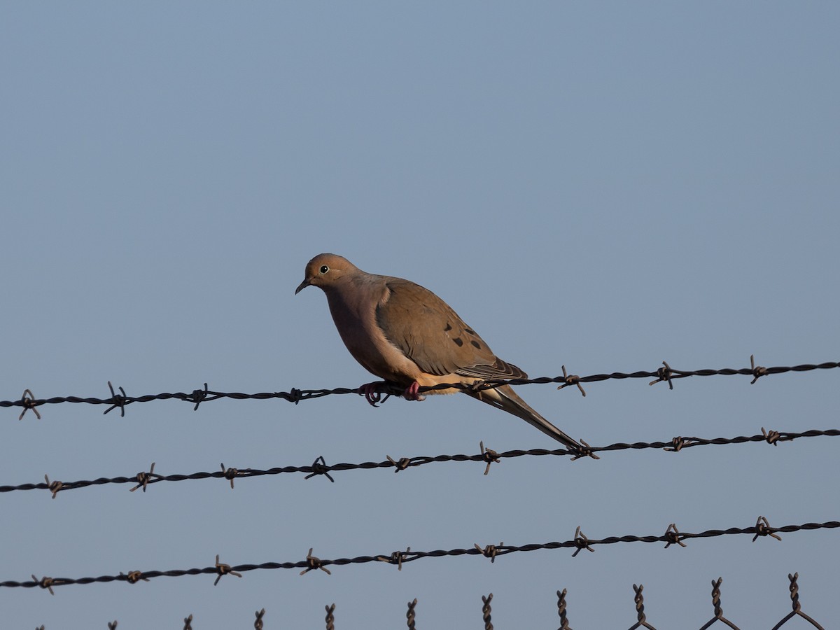 Mourning Dove - ML531555331