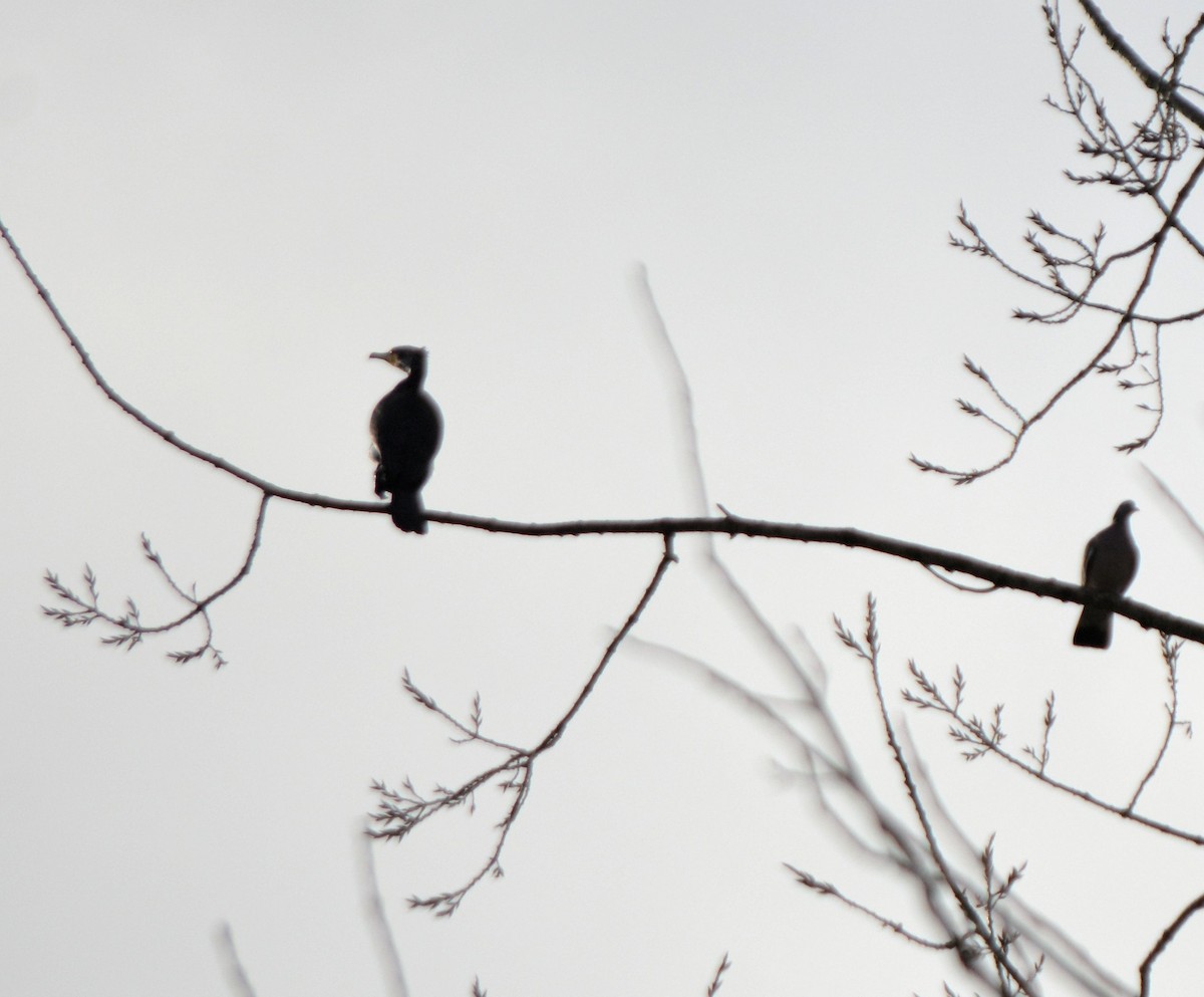 Great Cormorant - ML531557651