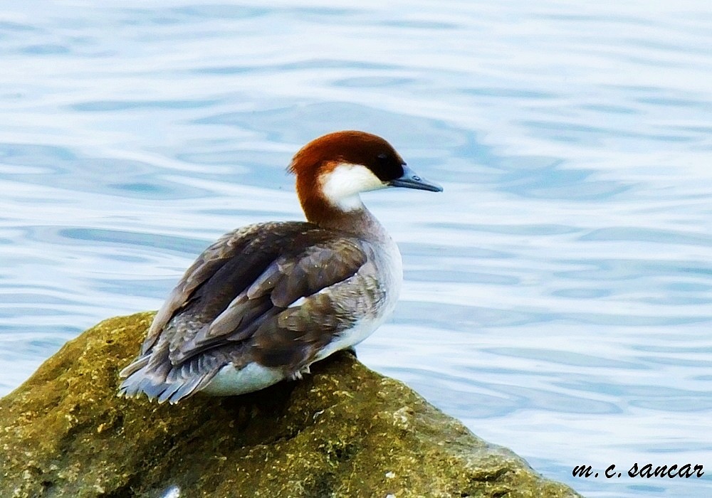 Smew - ML531558531