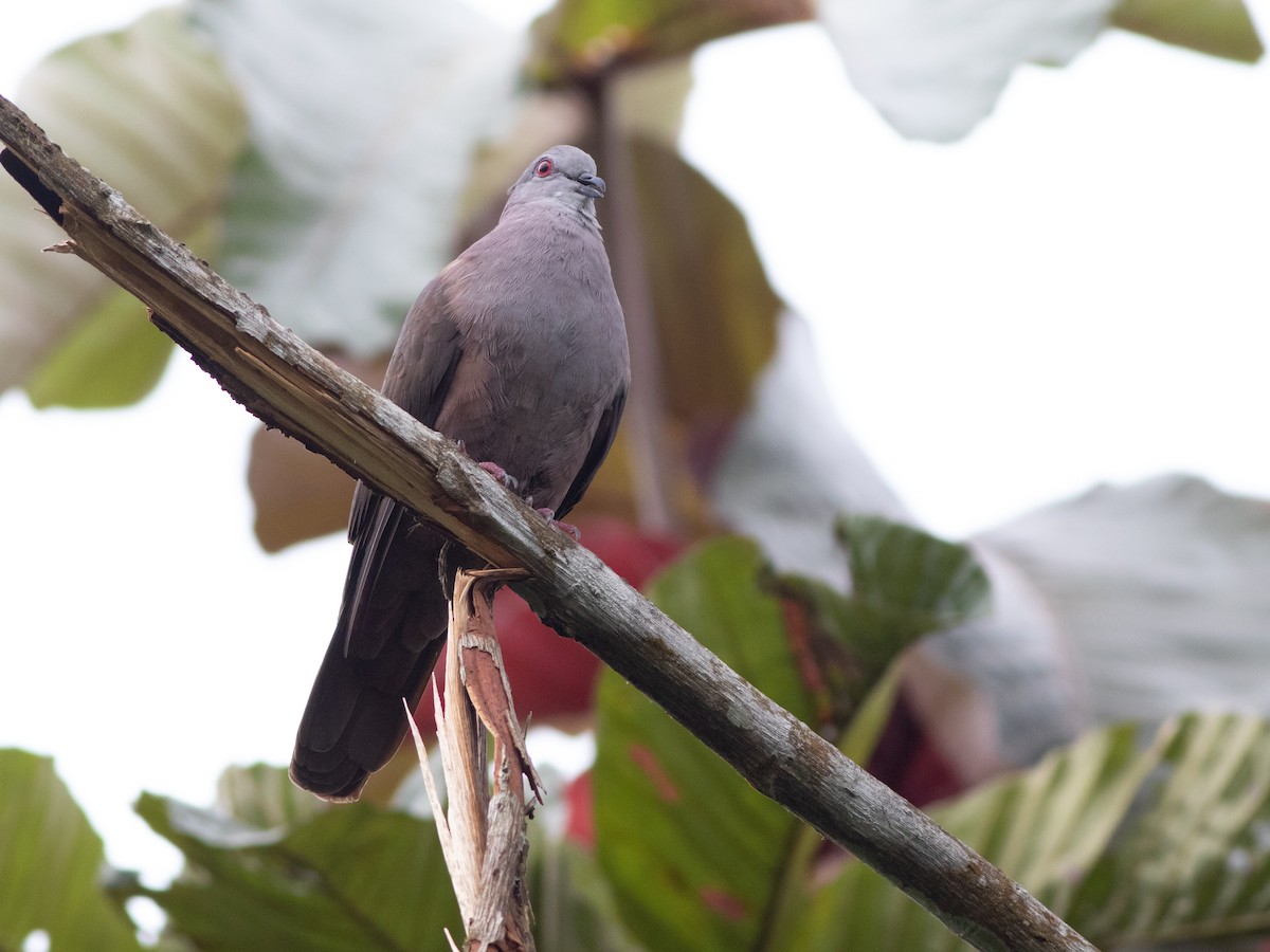 Dusky Pigeon - ML531558801