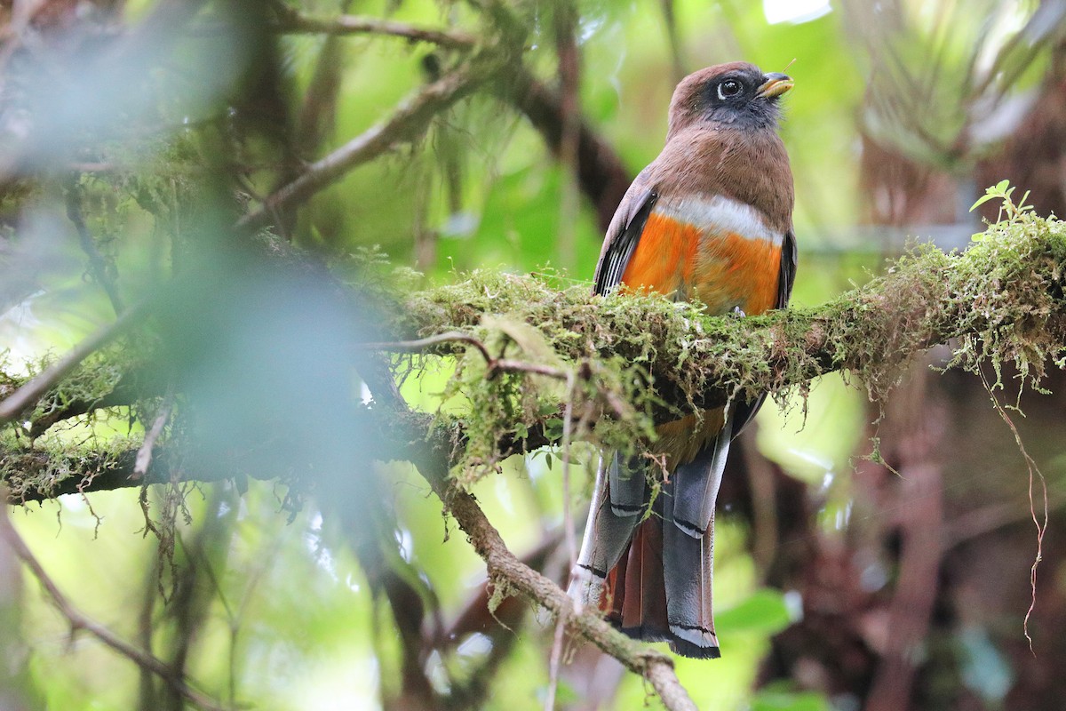 Collared Trogon (Orange-bellied) - Nathan Wall