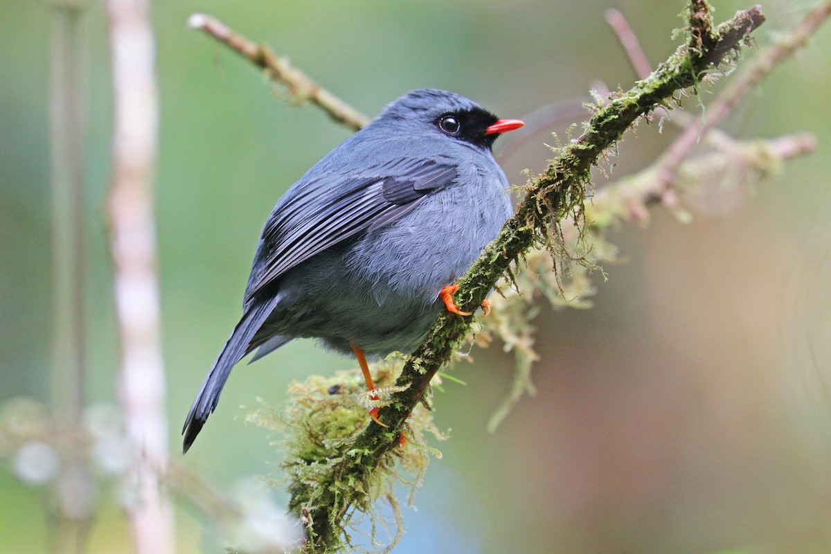 Black-faced Solitaire - ML531559731