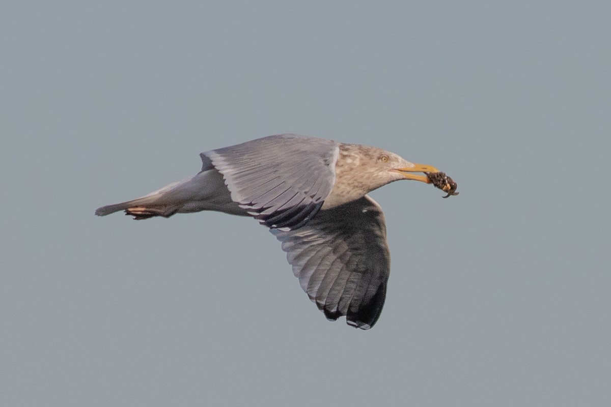American Herring Gull - ML531560741