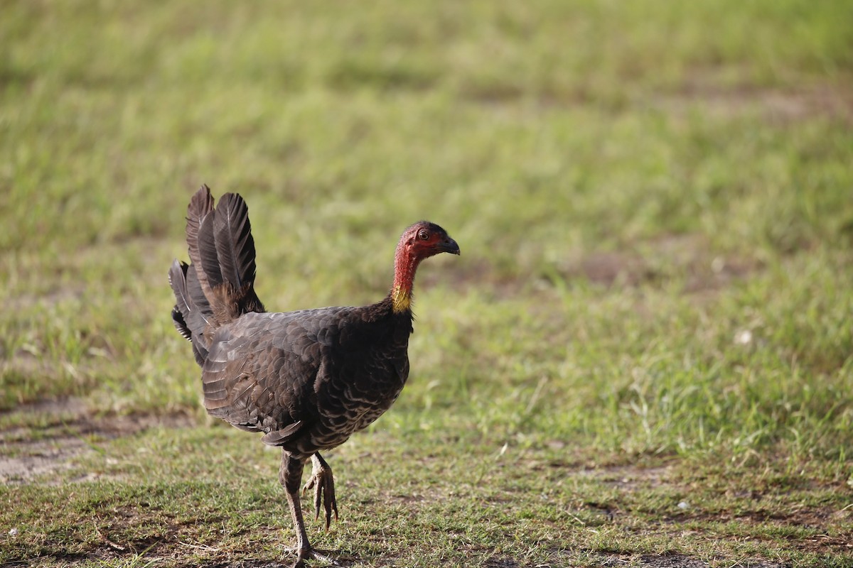 Australian Brushturkey - ML531562661