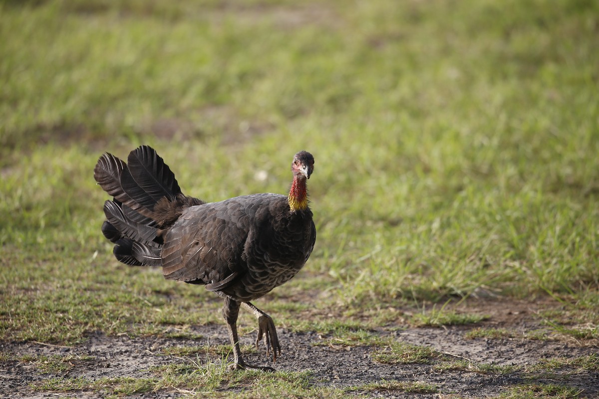 Australian Brushturkey - ML531562671