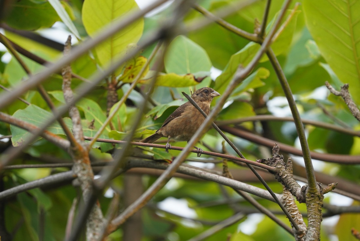 Principe Seedeater - Stephen Taylor