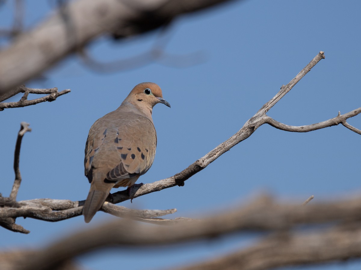 Mourning Dove - ML531563061