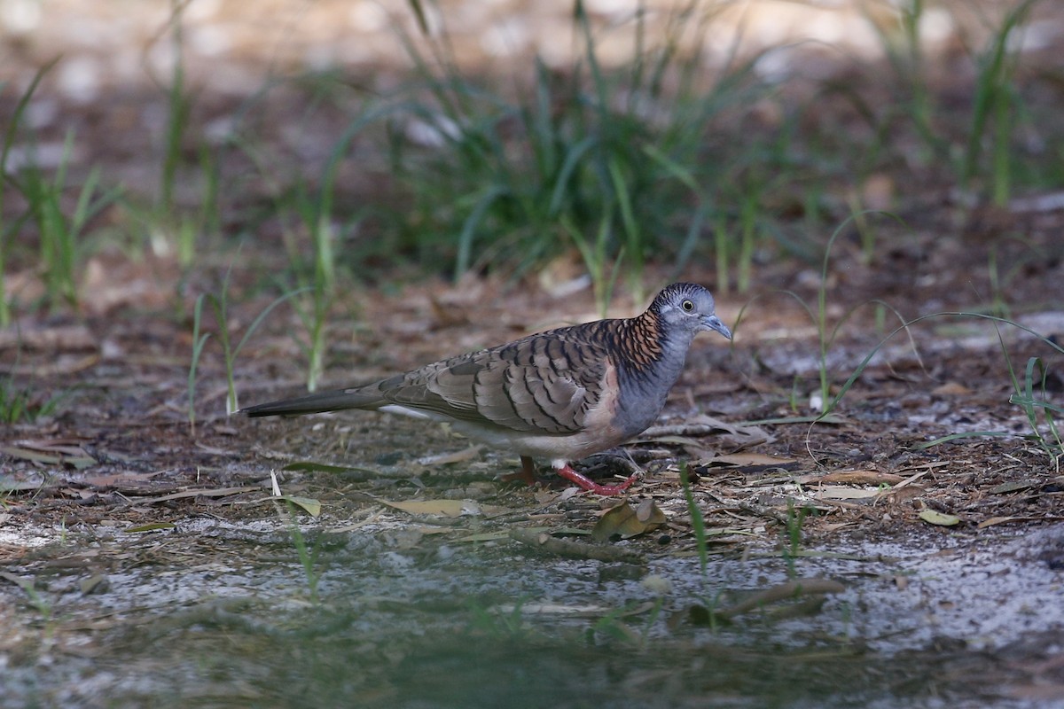 Bar-shouldered Dove - Jim Stone