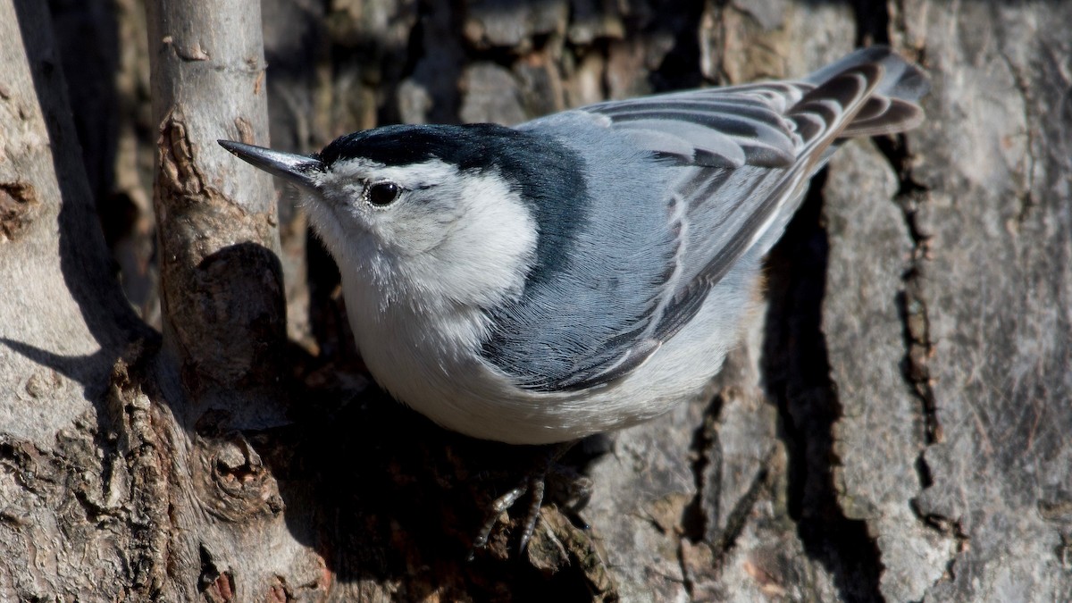 White-breasted Nuthatch - ML531564871