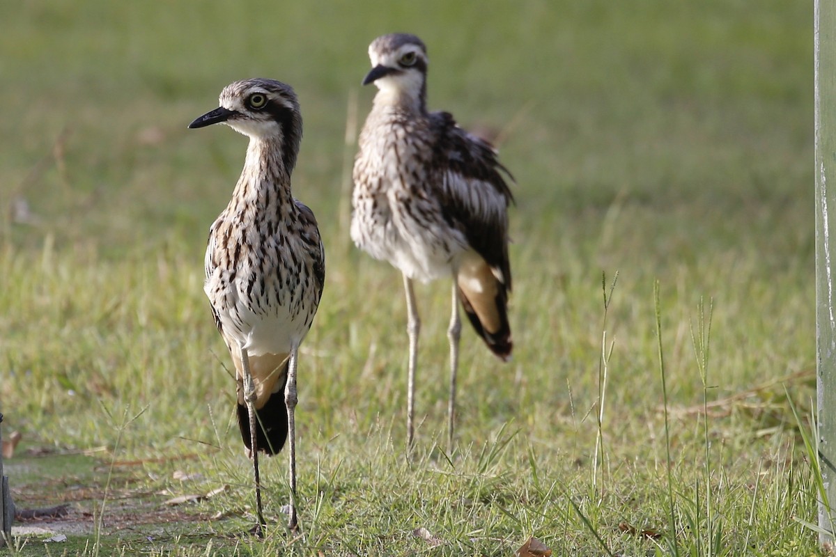 Bush Thick-knee - ML531565371