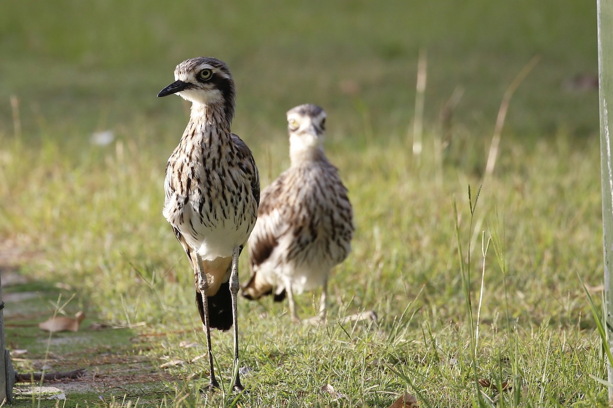 Bush Thick-knee - ML531565731