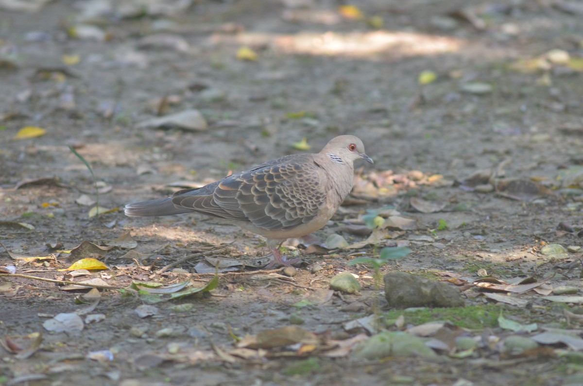 Oriental Turtle-Dove - Chengheng Hu