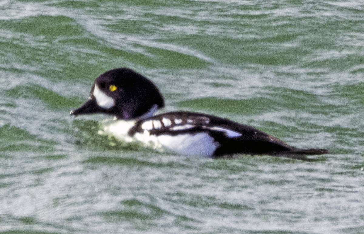 Barrow's Goldeneye - ML531566571