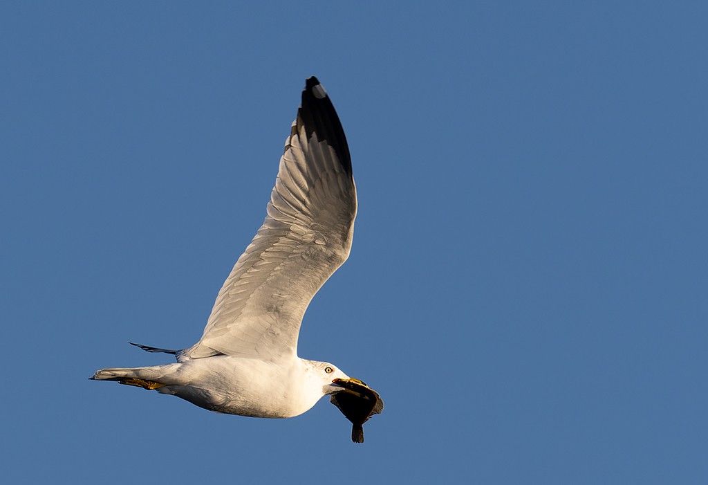 Ring-billed Gull - ML531567351