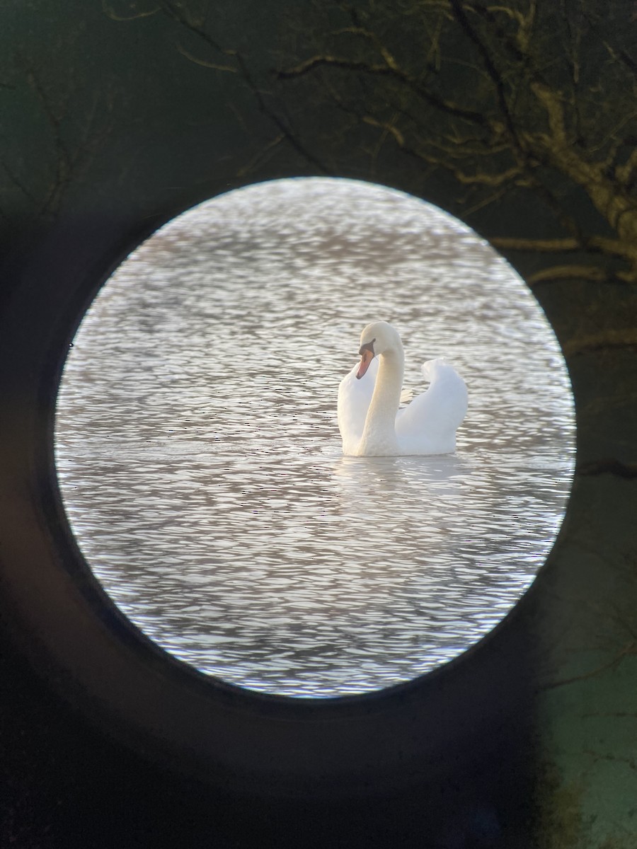 Cygne tuberculé - ML531567501