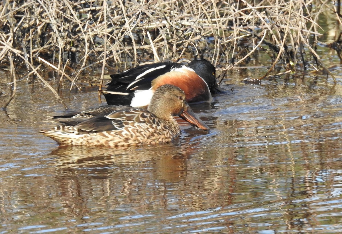 Northern Shoveler - ML531567811