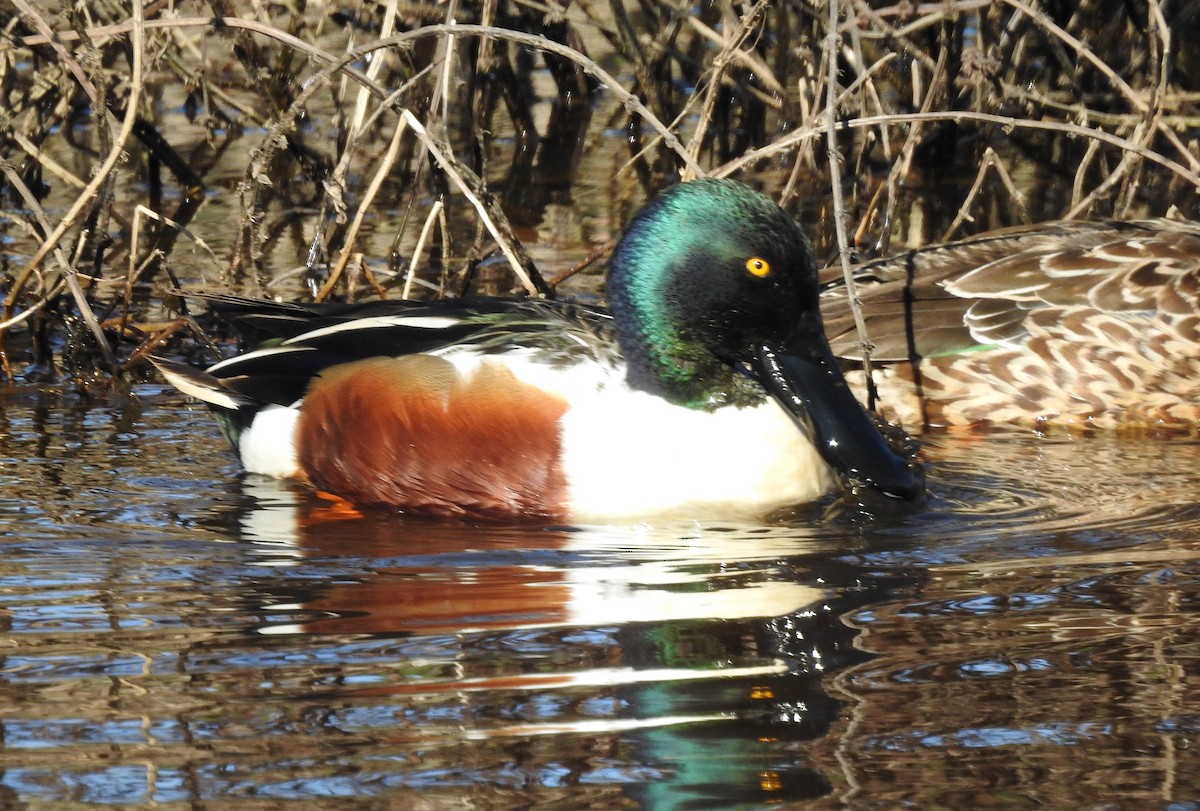 Northern Shoveler - ML531567831