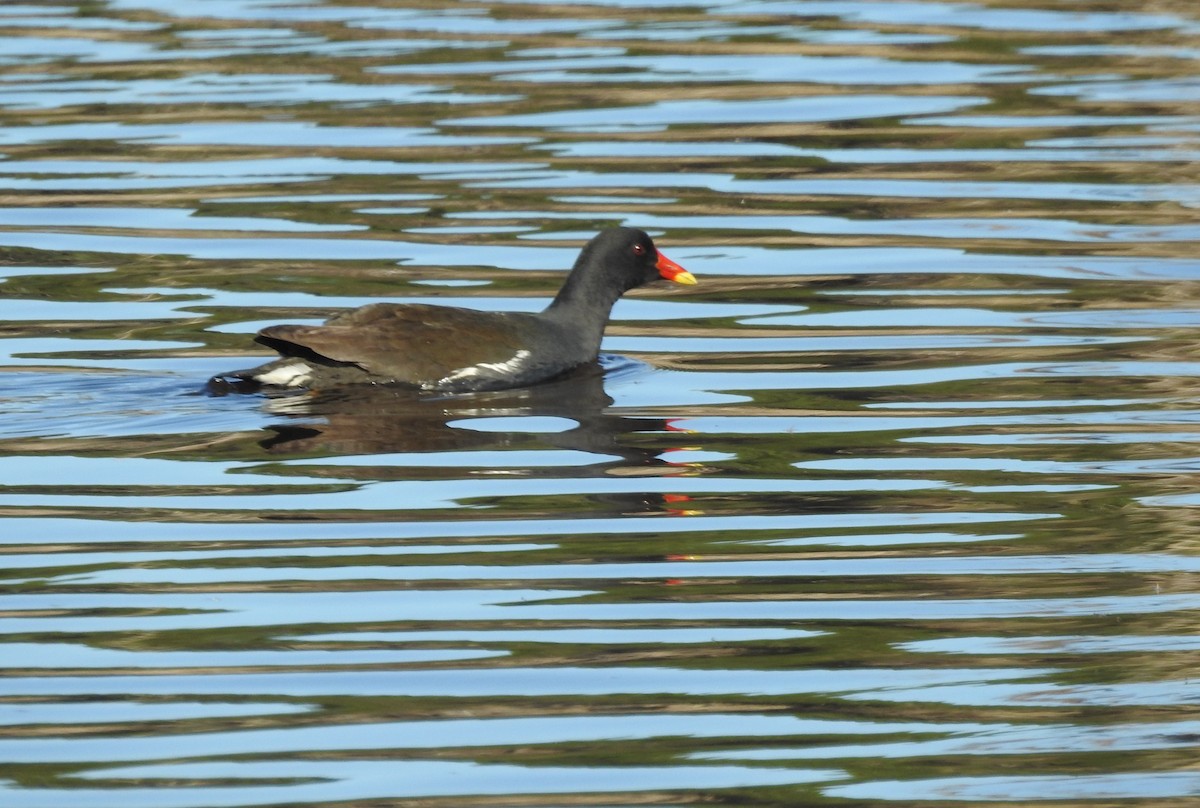 Eurasian Moorhen - ML531568051