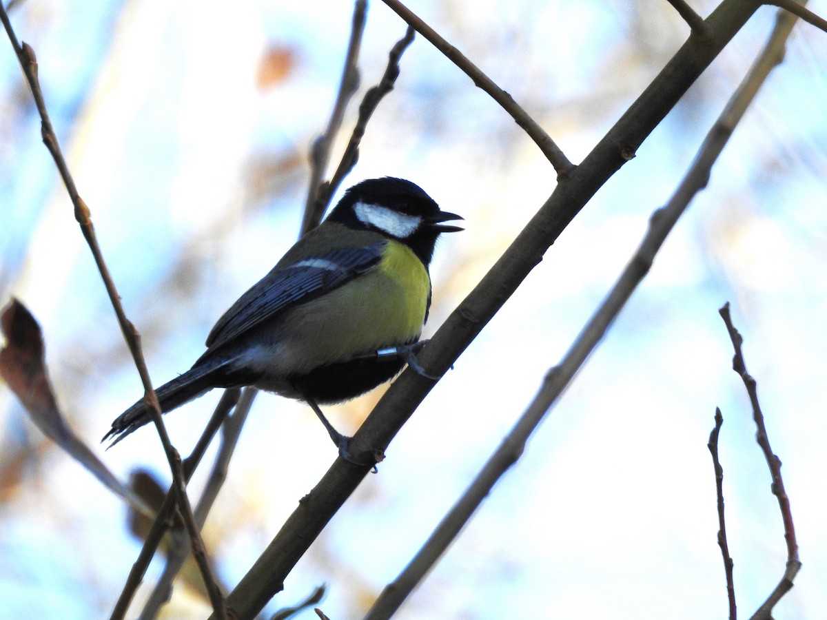 Mésange charbonnière - ML531568181