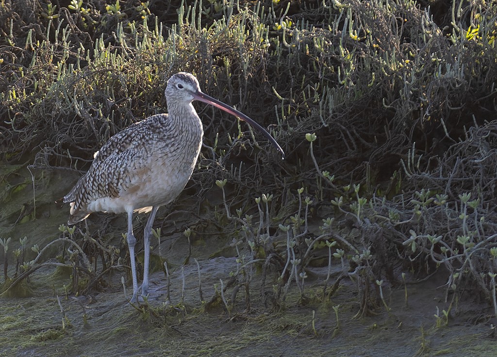 Long-billed Curlew - ML531569011