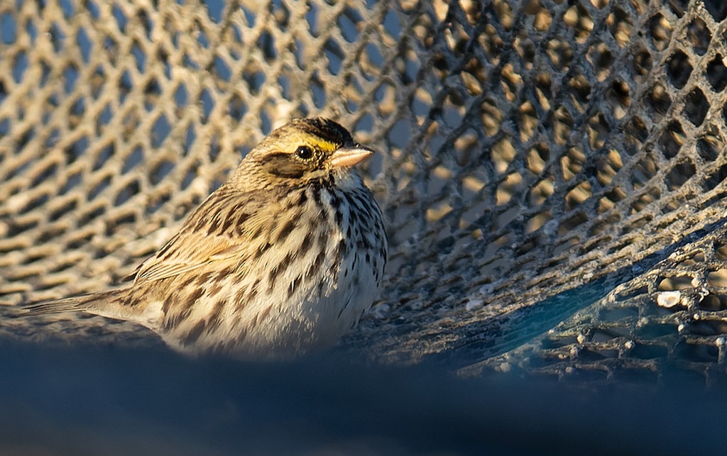 Savannah Sparrow (Savannah) - ML531569091