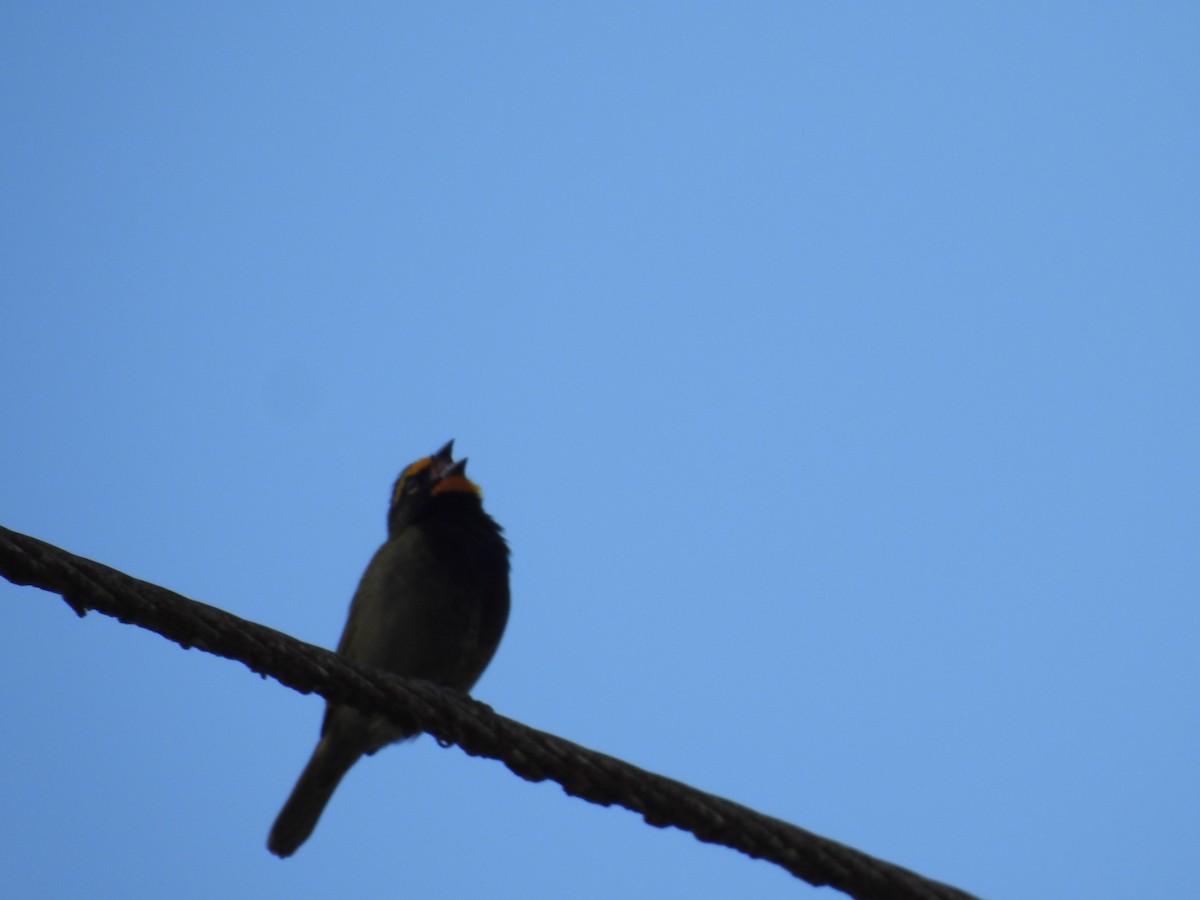 Yellow-faced Grassquit - Richard Cimino