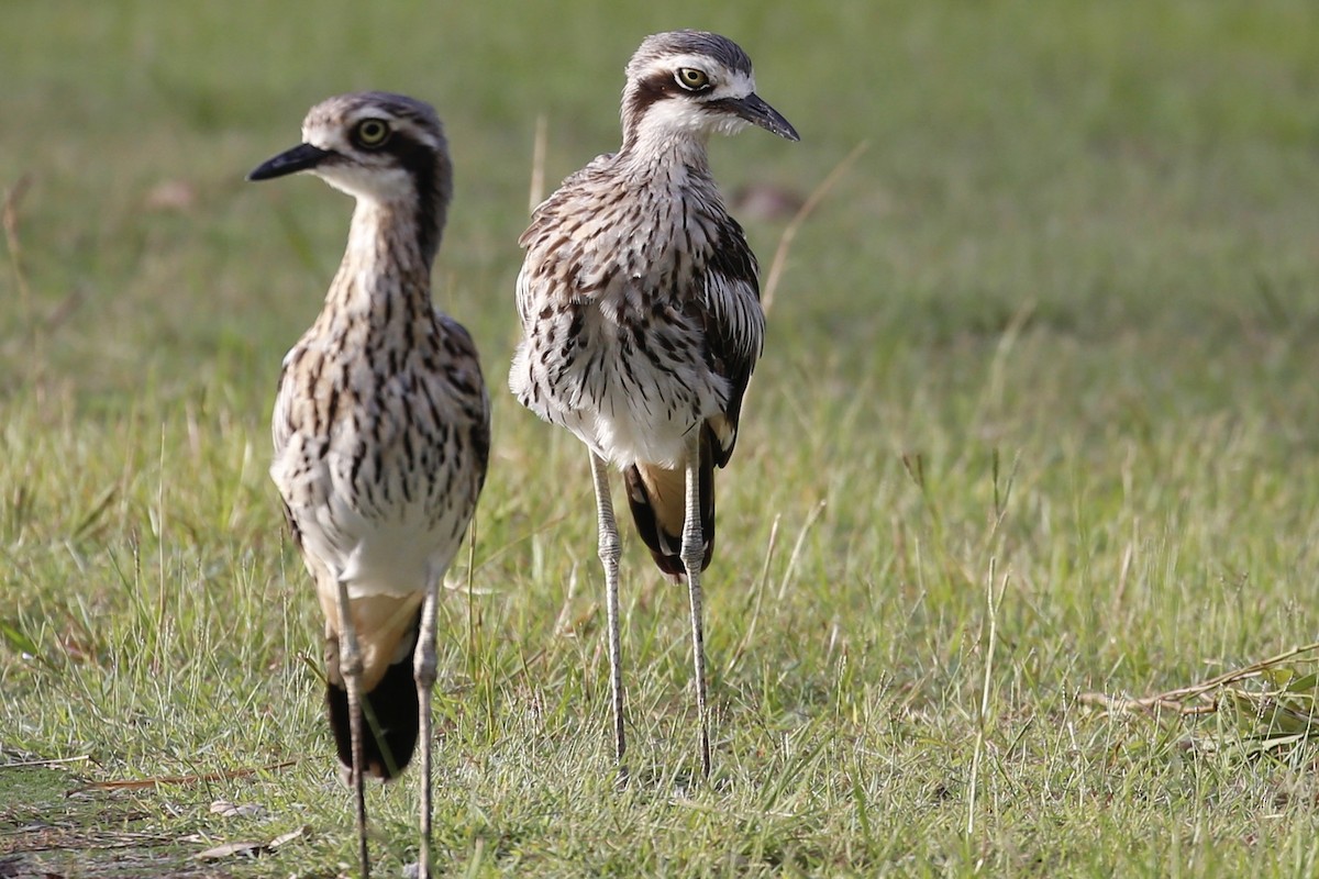 Bush Thick-knee - ML531570811