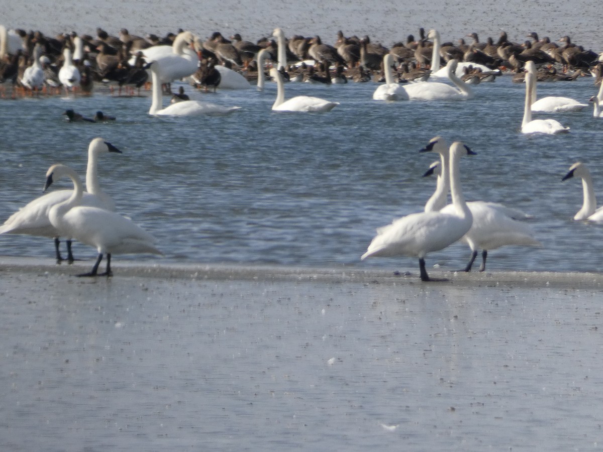 Trumpeter Swan - Lou Herrin