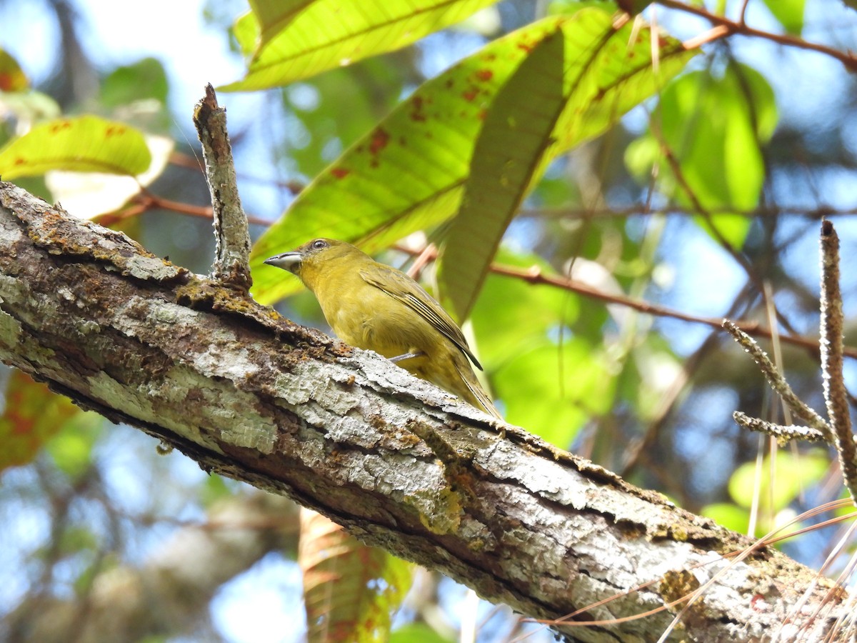 Hepatic Tanager - ML531571331