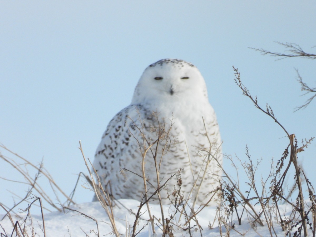 Snowy Owl - ML531571601