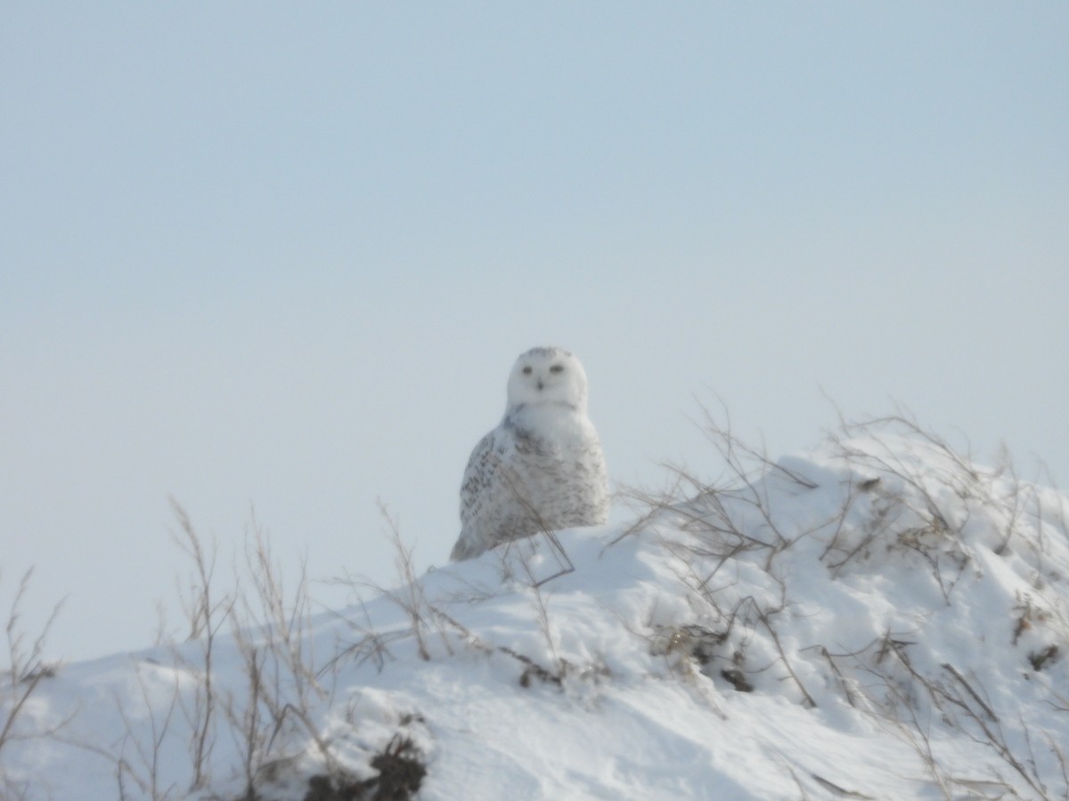 Snowy Owl - ML531571761