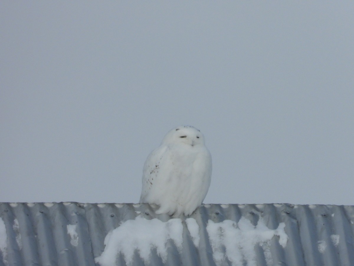 Snowy Owl - ML531571951