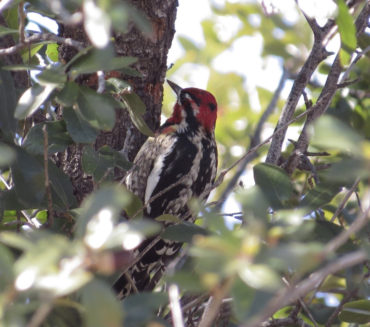 Red-naped x Red-breasted Sapsucker (hybrid) - Chris O'Connell