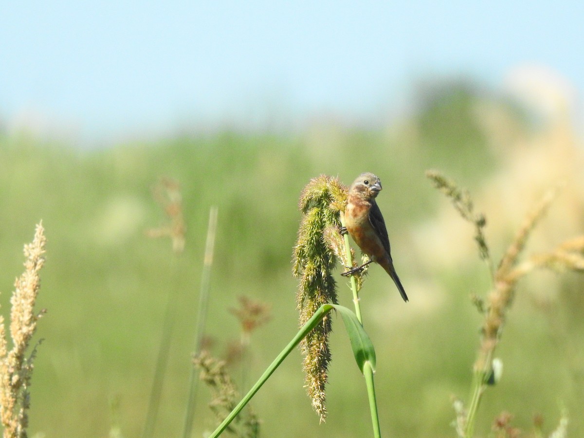 Dark-throated Seedeater - ML531573301