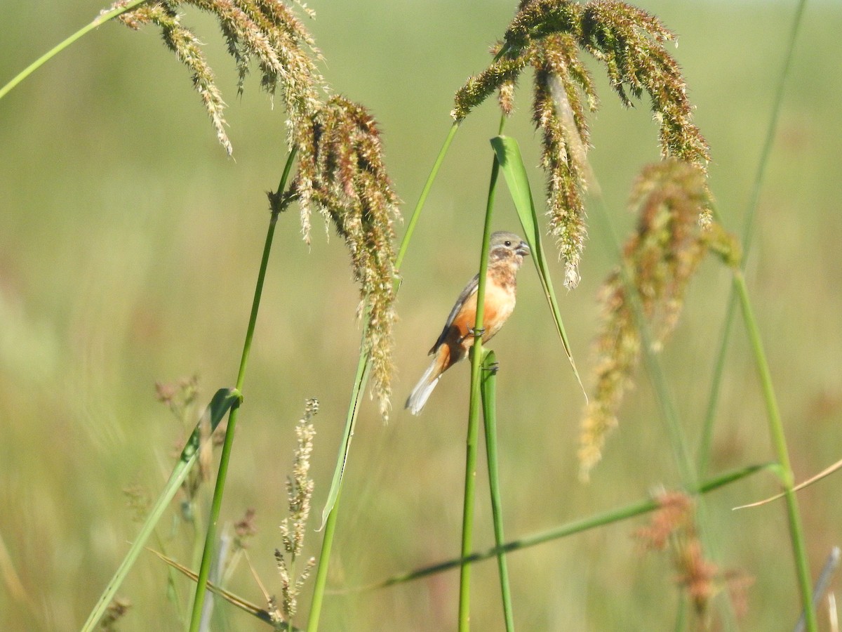 Dark-throated Seedeater - ML531573641