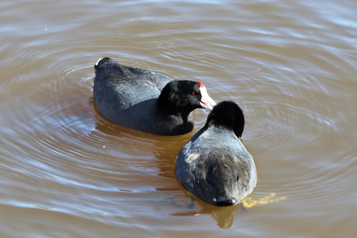 American Coot - Angel Zakharia