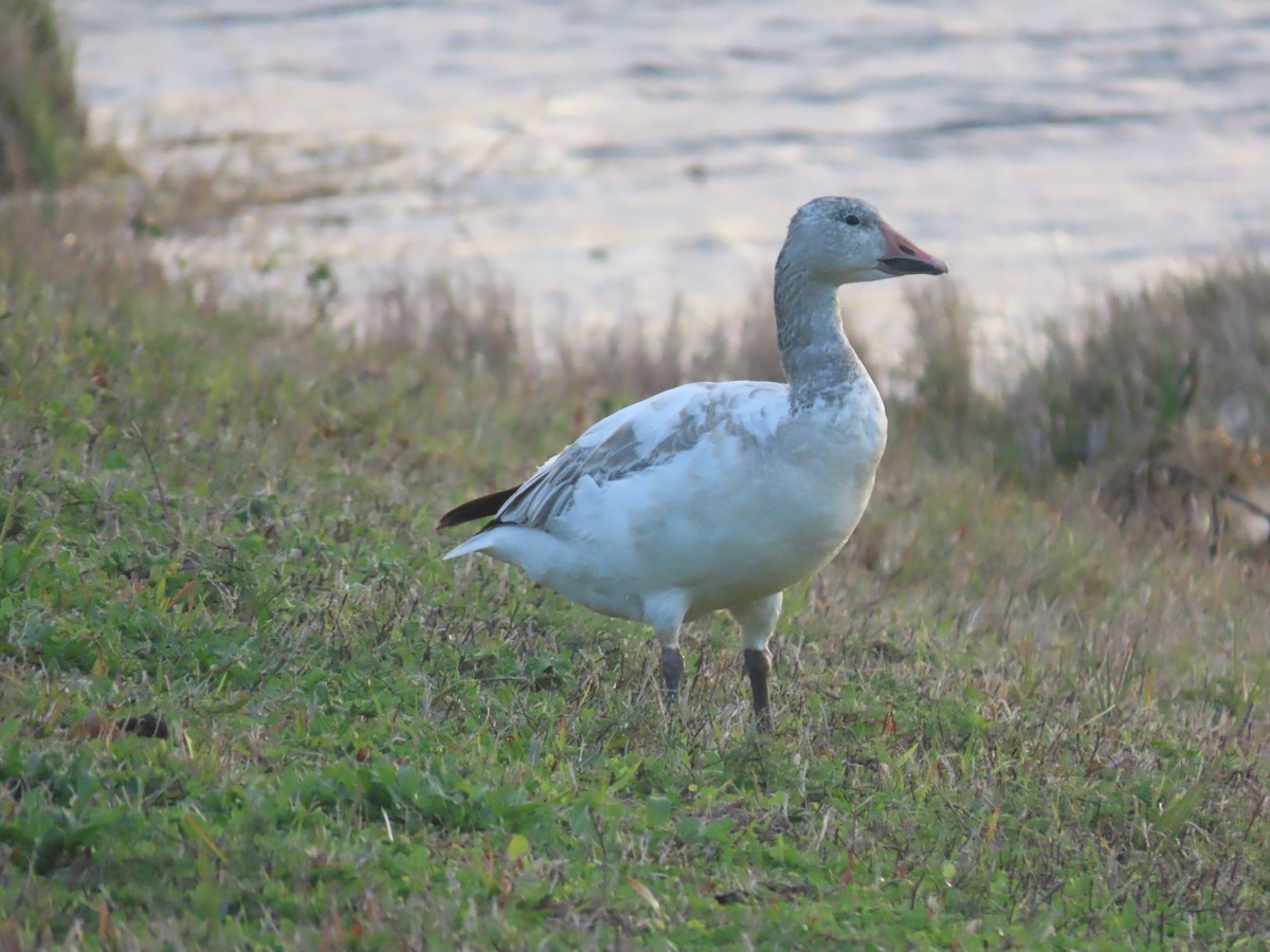 Snow Goose - ML531574041