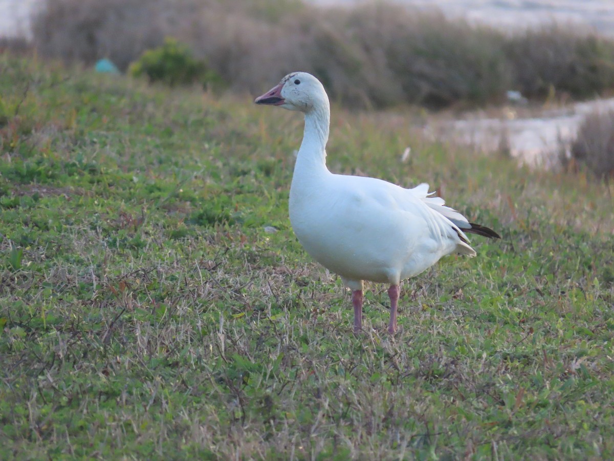 Snow Goose - ML531574051