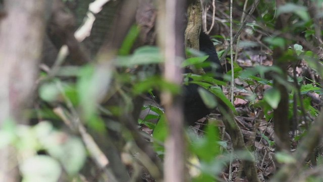 Blue-billed Curassow - ML531574831