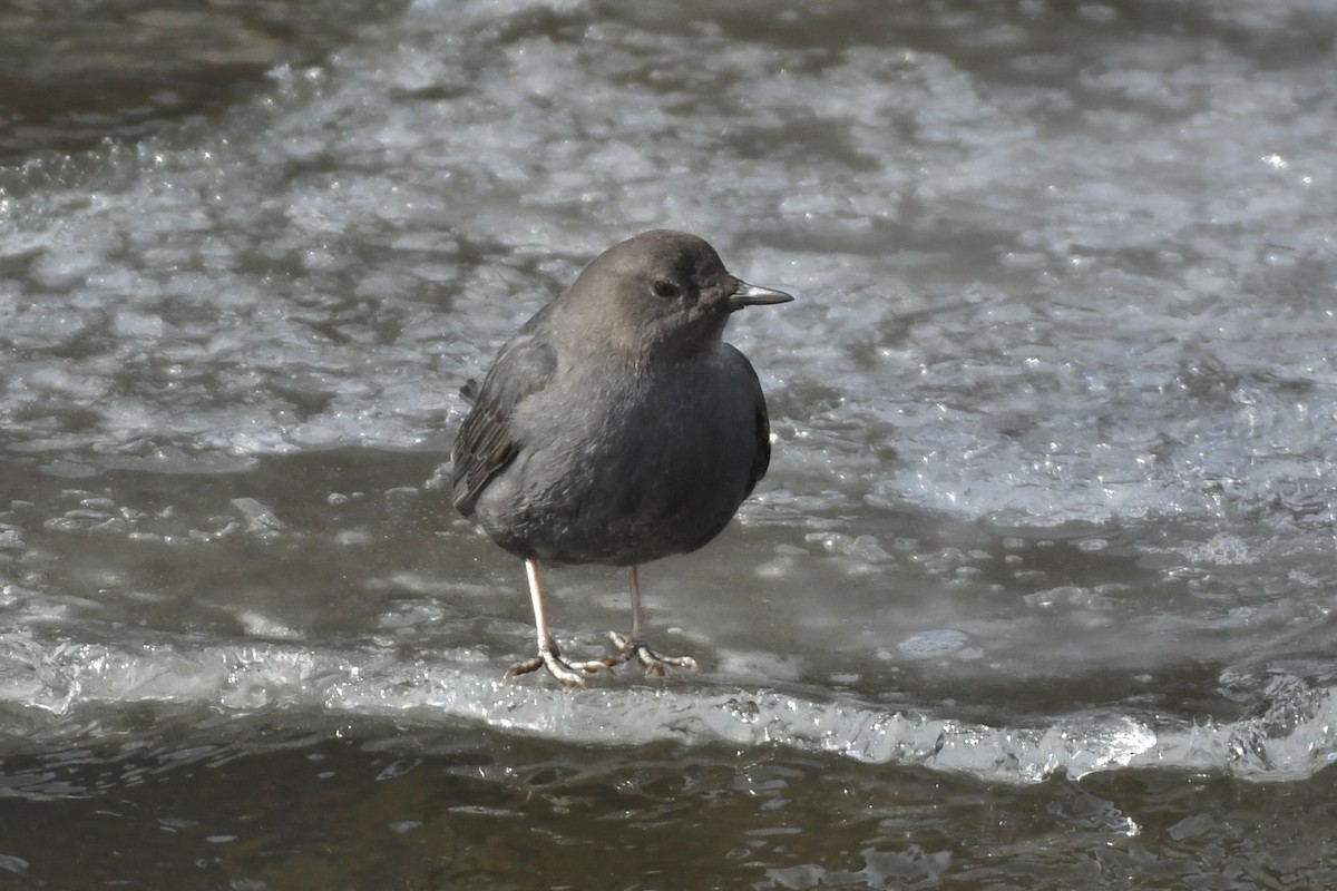 American Dipper - ML531575211